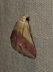 Eublemma cochylioides