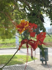Caesalpinia