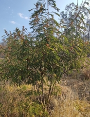 Leucaena