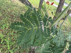 Caesalpinia