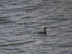Phalacrocorax carbo