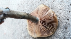Psilocybe subaeruginosa image