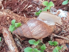 Bulimulus