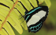Psychonotis caelius