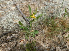 Rhynchosia diversifolia