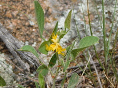Rhynchosia diversifolia