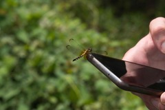 Erythrodiplax unimaculata