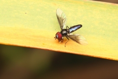 Ocyptamus dimidiatus