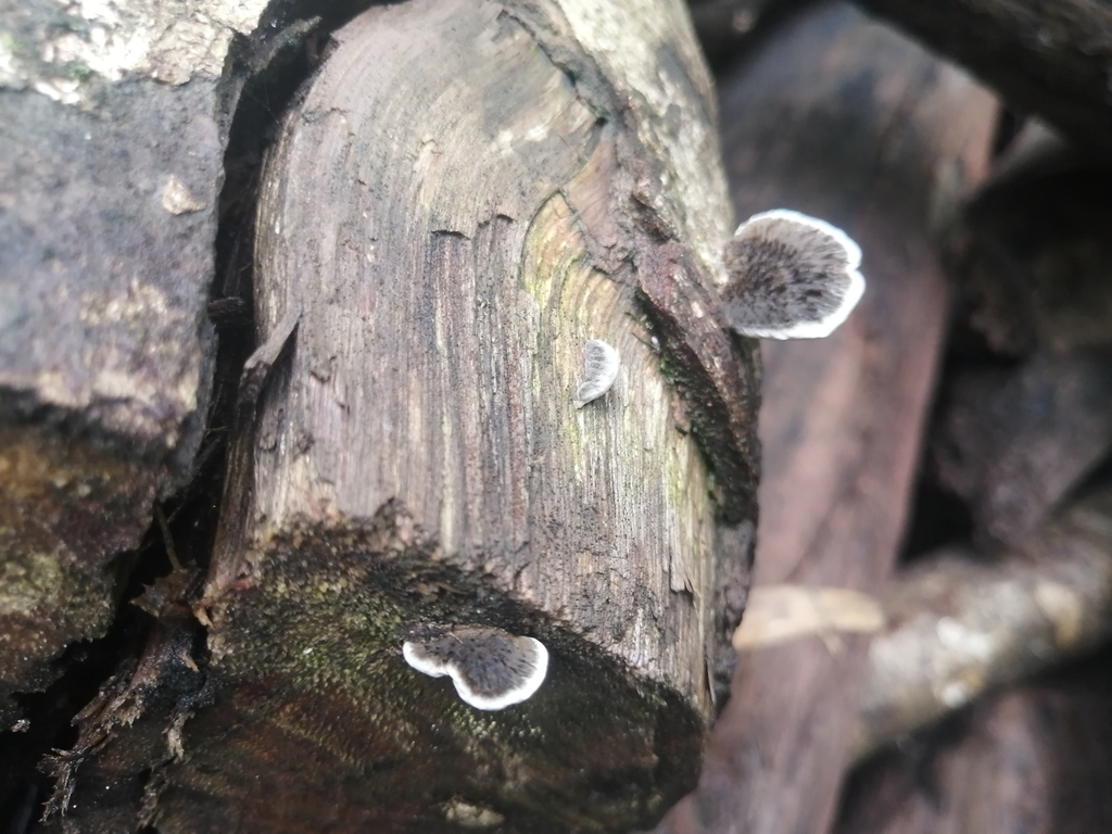 Hexagonia hydnoides · January 2023 · photo: © germansarmientocruz (iNaturalist, cc-by)