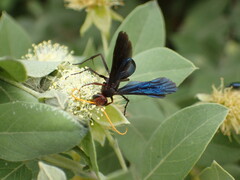 Leptodialepis bipartitus