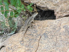 Tropidurus etheridgei