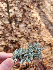 Platismatia tuckermanii