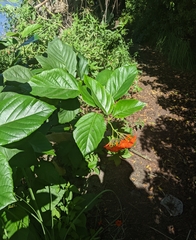 Cordia sebestena