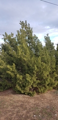 Juniperus californica