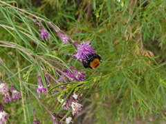Bombus bellicosus