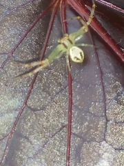 Misumenops