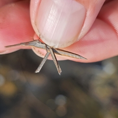 Achurum carinatum