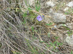Clitoria cordobensis
