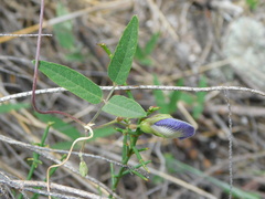Clitoria cordobensis