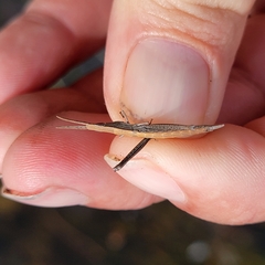 Achurum carinatum