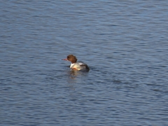 Mergus merganser