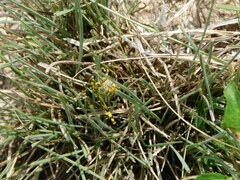Zoniopoda tarsata