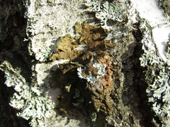 Melanelixia glabratula