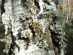 Melanelixia glabratula