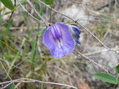 Clitoria cordobensis