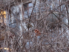 Passer montanus