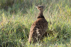 Eupodotis ruficrista