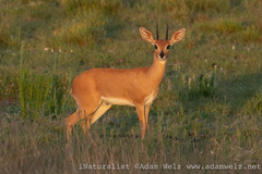 Raphicerus campestris campestris