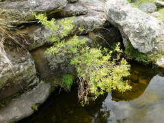 Escallonia cordobensis