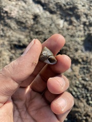 Trochus radiatus