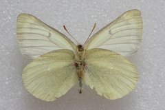 Colias tyche