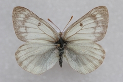 Colias tyche