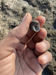 Trochus radiatus