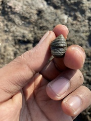 Trochus radiatus