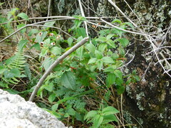 Chaetogastra paratropica