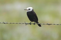 Arundinicola leucocephala