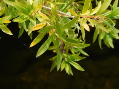 Escallonia cordobensis