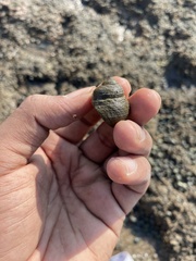 Euchelus asper