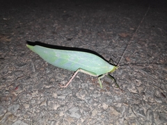 Onomarchus uninotatus