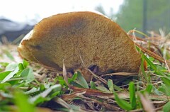 Suillus brevipes