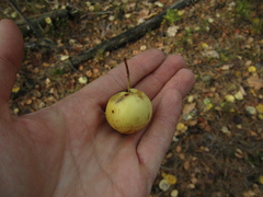 Malus praecox
