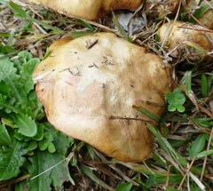 Suillus brevipes