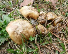 Suillus brevipes