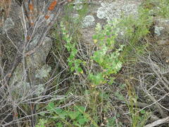 Minthostachys verticillata