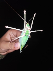 Onomarchus uninotatus