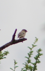 Sporopipes squamifrons